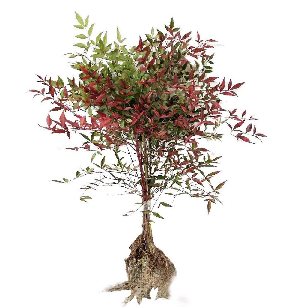 Fire Nandina Bonsai: Old Specimen Seedling for Indoor/Outdoor Use, Potted for Courtyard Garden, Living Room, or Balcony.