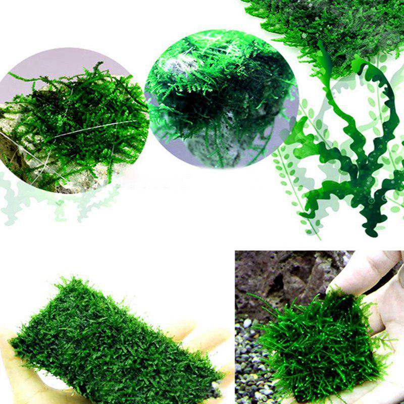 DIY Aquarium Landscape Moss Line Fern String Wire Transparent Grass Aquatic Live Plant
