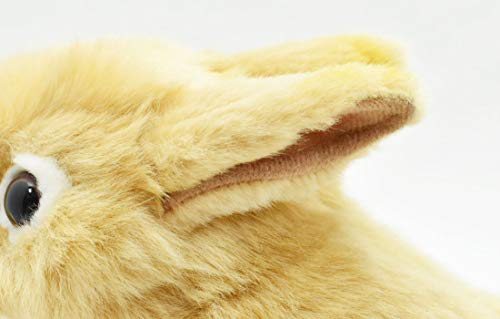 BH7022 HANSA Netherland Dwarf 21