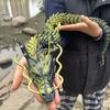New 90Cm 3D Printed Dragon Full Body Joints That Can Move Home Furnishing And Decoration Figurines Desktop Ornament Children Toy