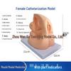 Human Catheterization Model: Female Genitalia, Male Urinary & Reproductive Systems