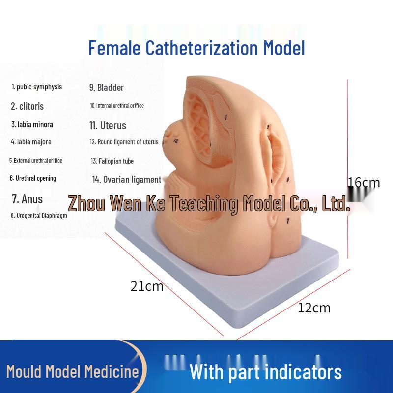 Human Catheterization Model: Female Genitalia, Male Urinary & Reproductive Systems