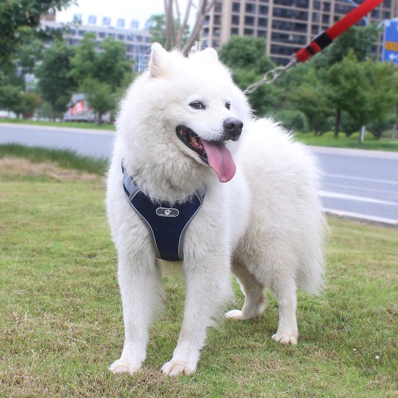 Astro Navy Blue Dog Training Harness, Size Xl