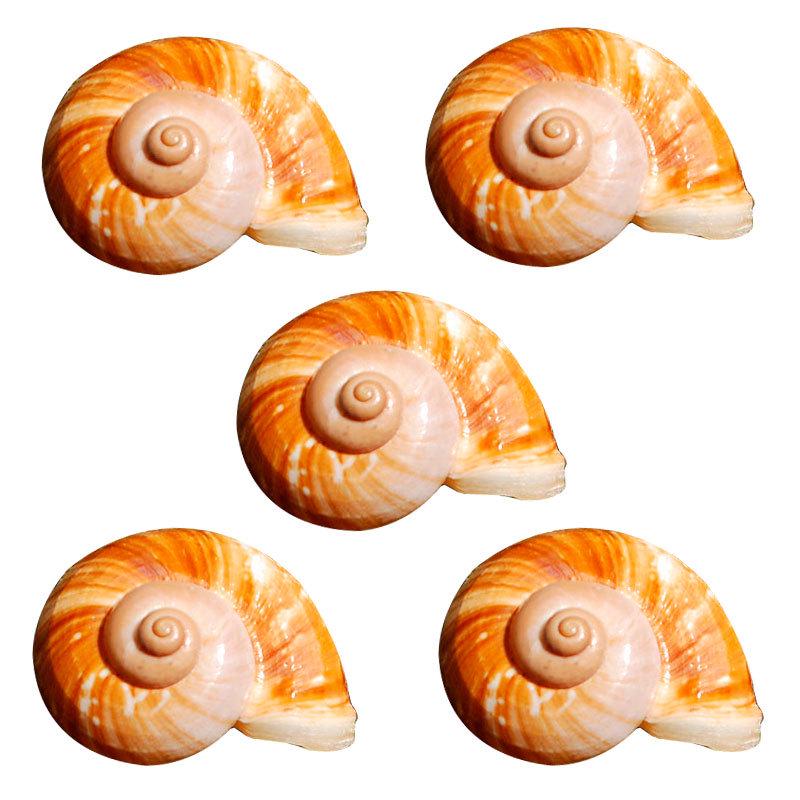 Sea Snail Shell 3CM Natural Exquisite Small Seashell for Fish Tank Decor and DIY Crafts Gift Collection