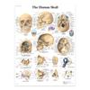 The Body Facial Anatomy Muscle Vessels Detailed Canvas Painting Human Structure Skeleton Education Poster Medical Decoracion