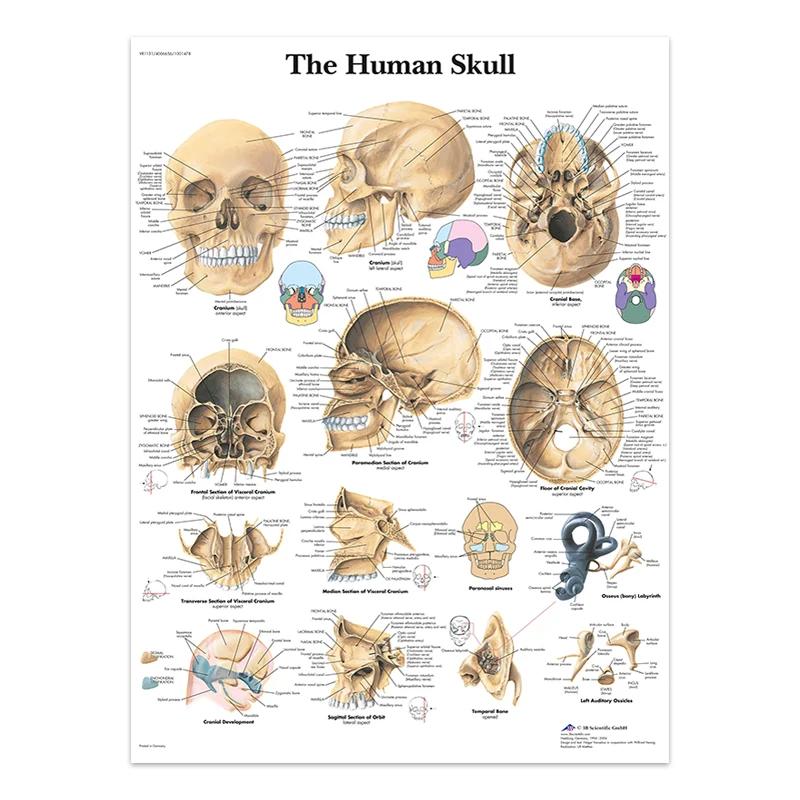 The Body Facial Anatomy Muscle Vessels Detailed Canvas Painting Human Structure Skeleton Education Poster Medical Decoracion