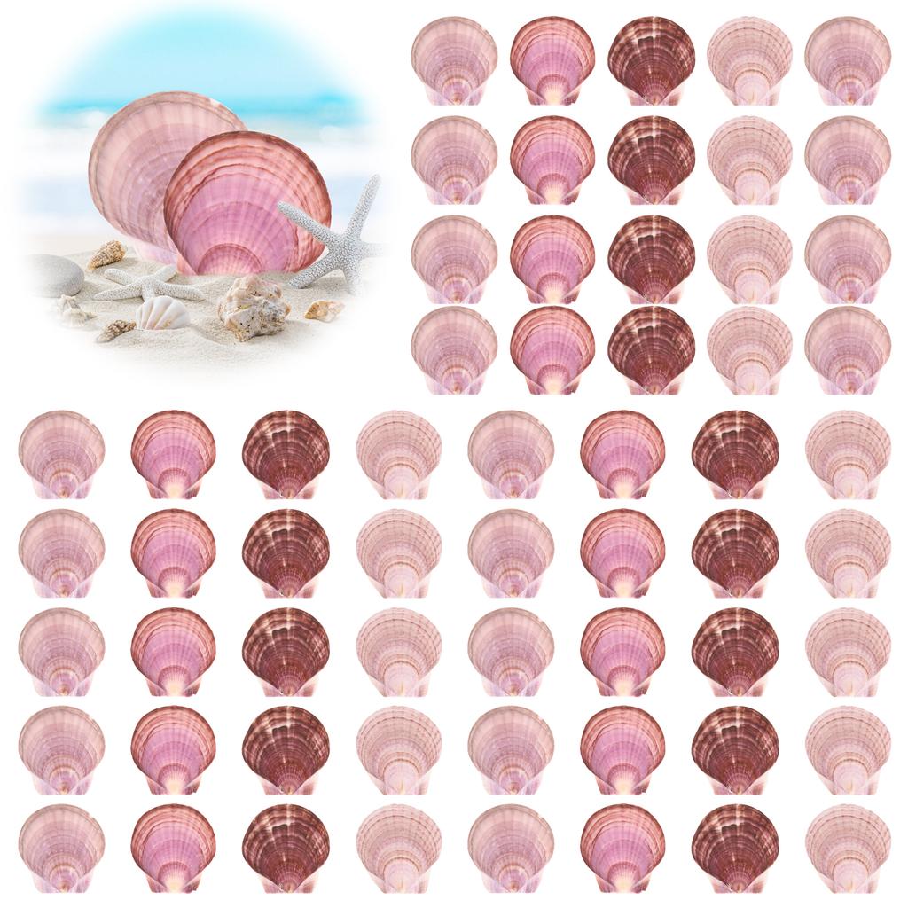 8/60pcs Natural Scallop Shells for Crafts White Pink Seashell Decor for Home, Sea Shells for DIY, Painting, Beach Wedding Decor