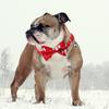 Pet Christmas Theme Print Collar With Removable Bow Tie And Bell Breakaway Buckle Safety For Puppy- Cute Pet Supplies