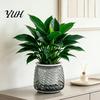 Deep Soil Planting Basin Self Watering Planter with Wick Rope for Indoor Plants, Double Layer Modern Decorative Flower Container Transparent