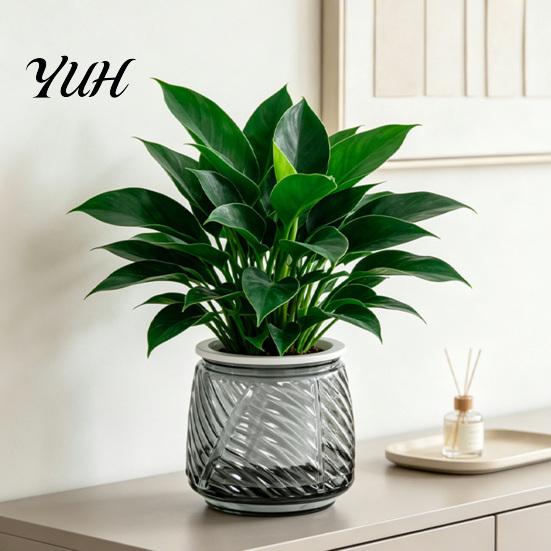 Deep Soil Planting Basin Self Watering Planter with Wick Rope for Indoor Plants, Double Layer Modern Decorative Flower Container Transparent