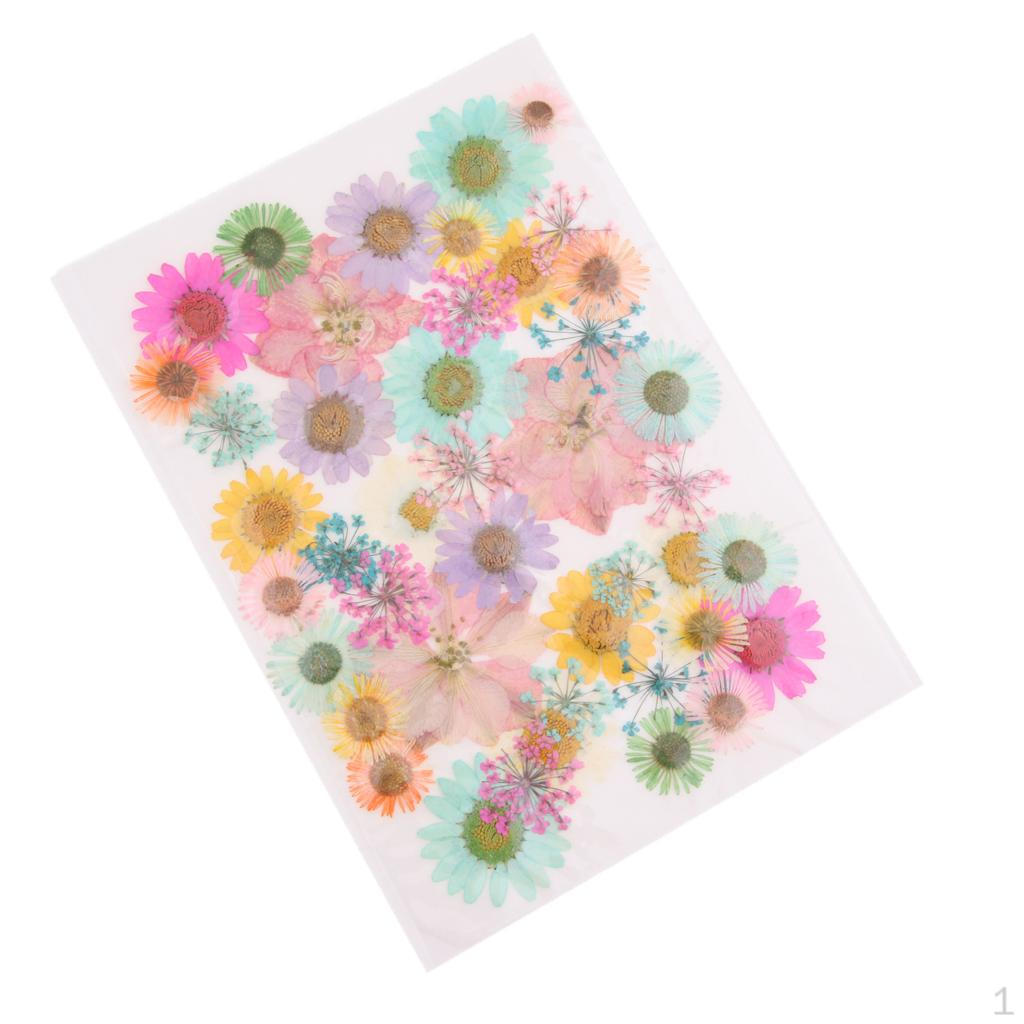 

Natural Pressed Dried Flowers Leaves G