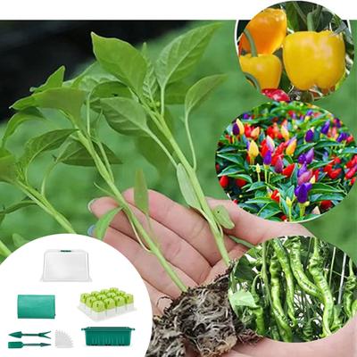 Seedling Tray Miniature Greenhouse Starter Kits for Indoor and Outdoor Planting Propagation Box with Clear Lid