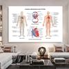 Posters e Impressões do Sistema Muscular Gráfico de Anatomia Corpo Humano Escola Ciência Médica Educacional Pinturas em Tela Decoração de Casa