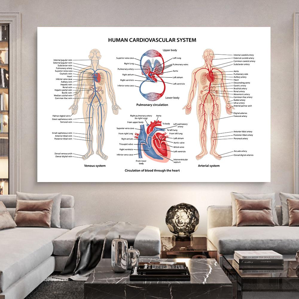 Posters e Impressões do Sistema Muscular Gráfico de Anatomia Corpo Humano Escola Ciência Médica Educacional Pinturas em Tela Decoração de Casa