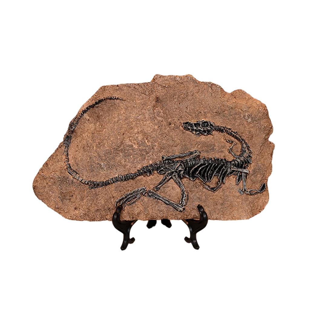 Realistic Dinosaur Skeleton Fossils Resins Statue Figurine Ornament for Desktop Book Shelf Display and Collection Gift