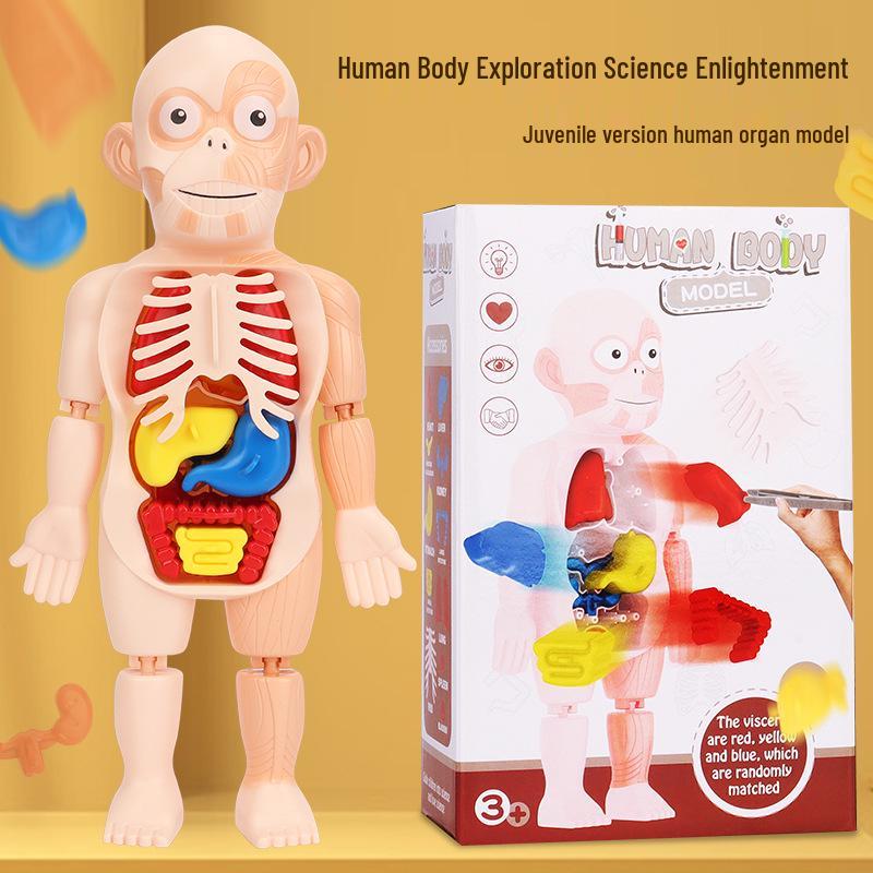 DIY Human Organ Model Puzzle for Kids - STEAM Educational Toy