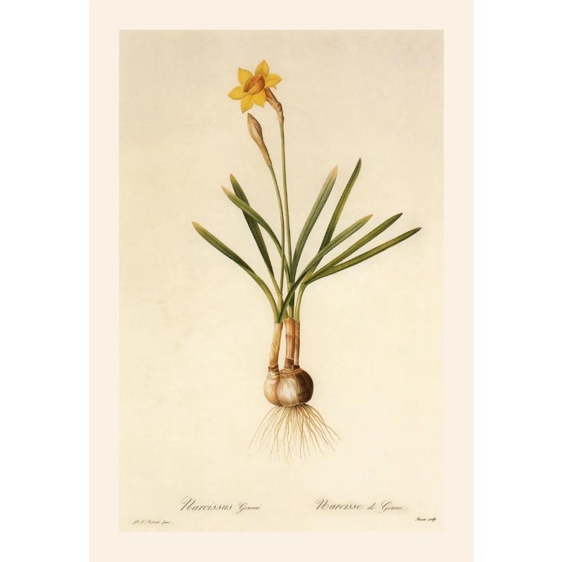 Vintage Botanical Posters Canvas Painting And Prints Classic Wall Art Picture for Living Room Office Home Decor Frameless Gift