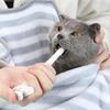Dispenser Reusable Pet Tablet Liquid Feeding for Small Animal