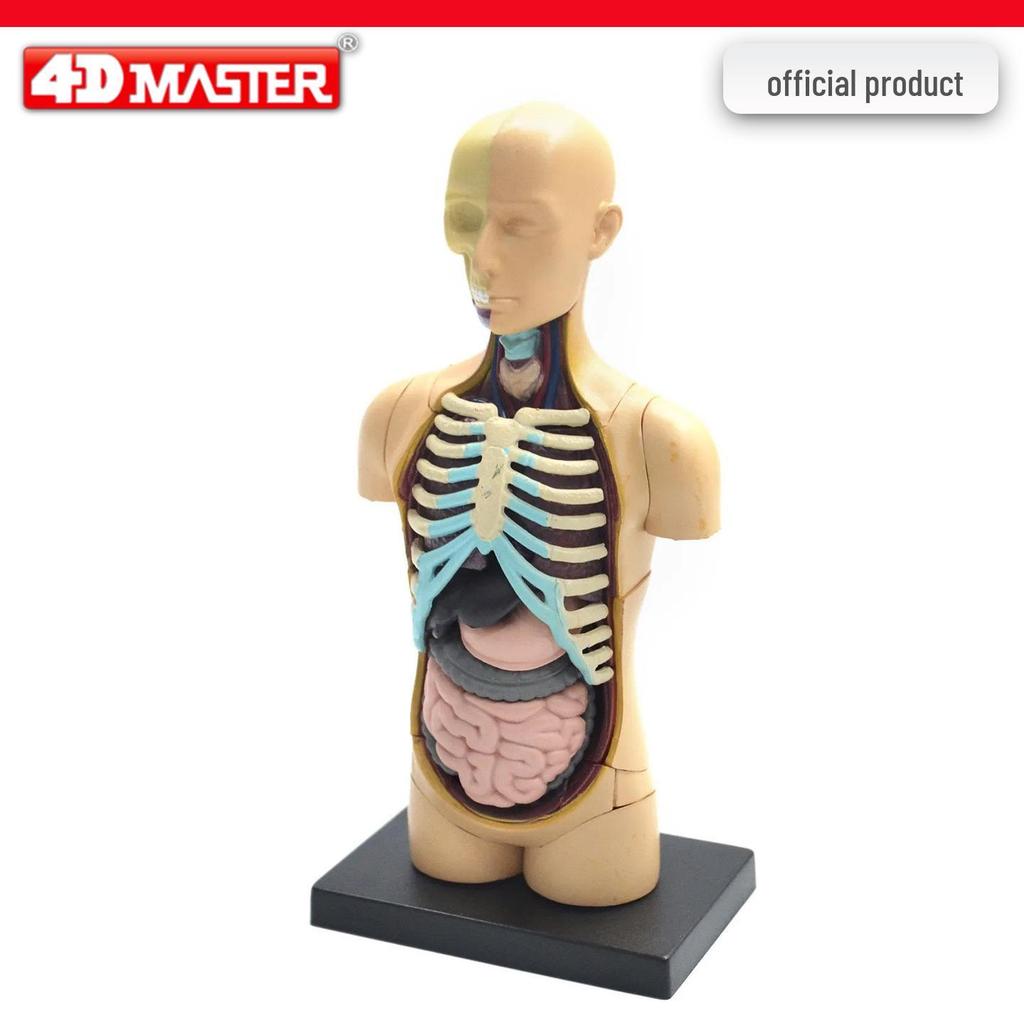 4D Knee Joint Ligament Anatomy Model for Medical Teaching