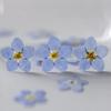 111Pcs Forget-Me-Not Flowers, Dried Flowers, Pressed Flowers, Handmade Photo Frames, Resin Ornaments, Bookmarks