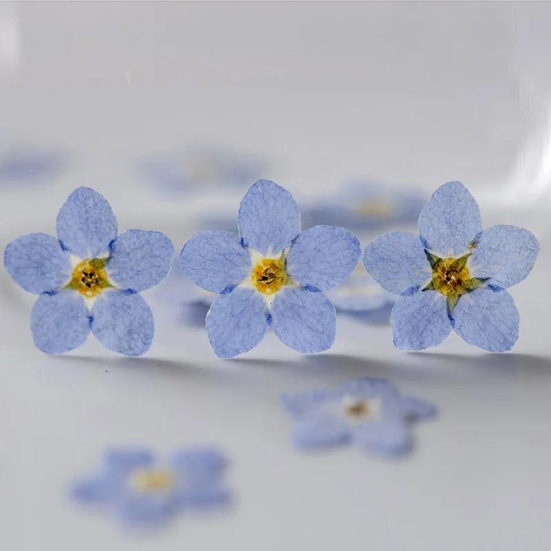 111Pcs Forget-Me-Not Flowers, Dried Flowers, Pressed Flowers, Handmade Photo Frames, Resin Ornaments, Bookmarks