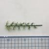 Green Cherry Palm Pine Forest N Architectural Tree 25 Pieces [DauStage] Blossom, Bamboo, Trees, Willow, Model, Gauge, Diorama, Railway, Miniature, 13.