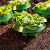 5Pcs Reusable Snail Collars Pest Control Save Water Vegetable Protective Covers Lawn Care Snail Defense Cover Garden Tool