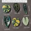 6 Stück Begonie Monstera Magnete für Kühlschrank, Kawaii Tropische Pflanzen Kühlschrankmagnete, Whiteboardmagnete