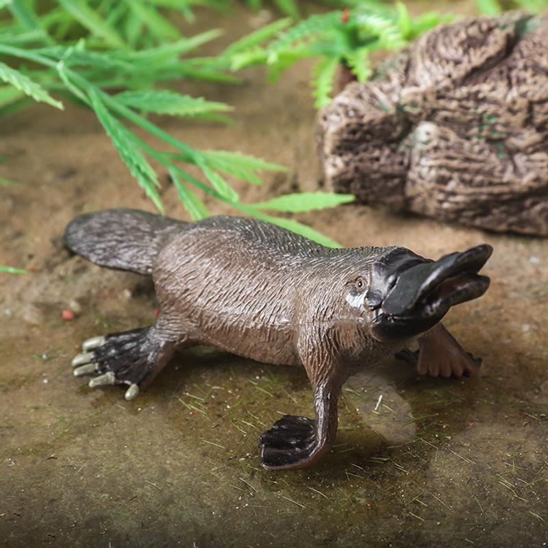 Oenux Classic Australian Wild Animals Kangaroos Koala Platypus Tasmanian Devil Echidna  Cassowary Model Figurine Toy Kid Gift