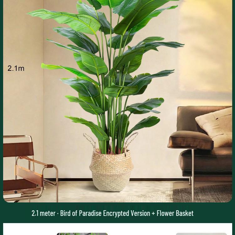 High-End Indoor Bird of Paradise Decor: Luxury Potted Traveler's Palm
