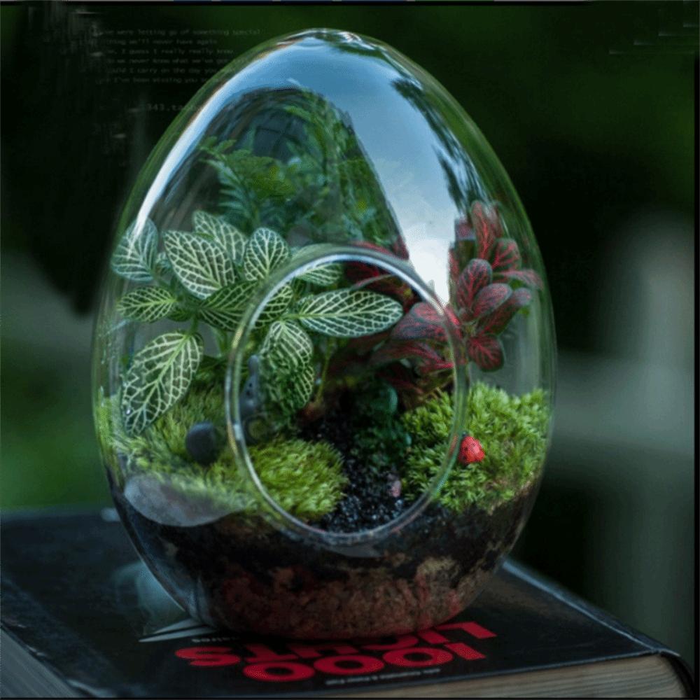 Transparent Succulent Glass Vase Beautiful Micro Landscape Moss Bottle Balcony