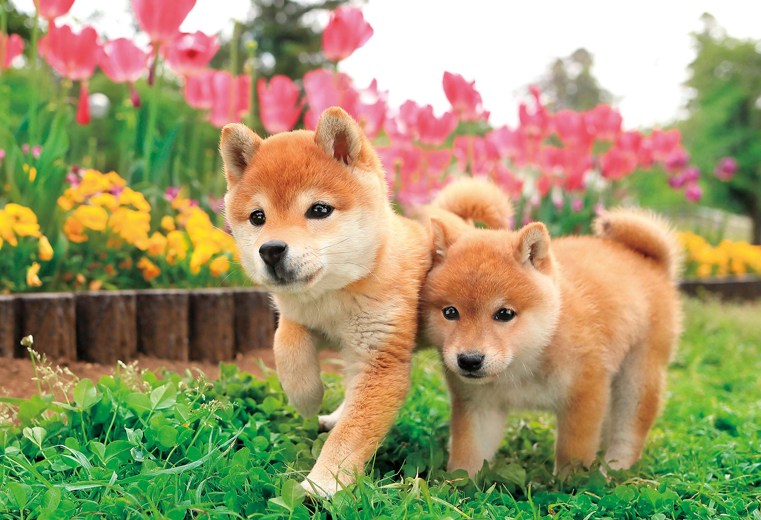 

Epoch 300-Piece Jigsaw Puzzle, AnimalsPets, Dog, Running Together (26x38cm) 25-184, Includes Glue, Spatula, and Score Ticket