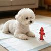 Köpek – Köpek bakım ürünleri