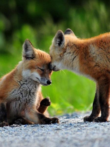 5D Diamond Painting Cross Stitch Animals Diamond Embroidery Fox Full Round Rhinestone Pictures Home Decor