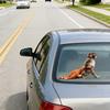 Monkey Stickers Adorable Baby Monkey Window Decal for Car And Glass Surfaces Easy to Install Remove No Residue Vinyl Cute Animal Decoration