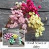 Dry Flower Wedding Party Essential Decorations For Home Home Décor Accents DIY-friendly Pressed Flowers For Party Floral