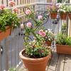 Vertical Growing Plant Support Frame Iron Climbing Vine Flower Stand  Garden Accessory
