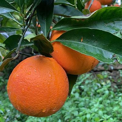 10 SEMENTES DE LARANJA TAROCCO - SEMENTES FRESCAS + FRETE GRÁTIS
