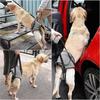 Dog Support Harness for Back Legs - Soft Dog Sling for Injured or Disabled Dogs