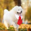 Small Medium Dog Pet Accessories Dog Necklace Kitten Dog Bow Tie Dog Collar Pet Costumes Cat Collar
