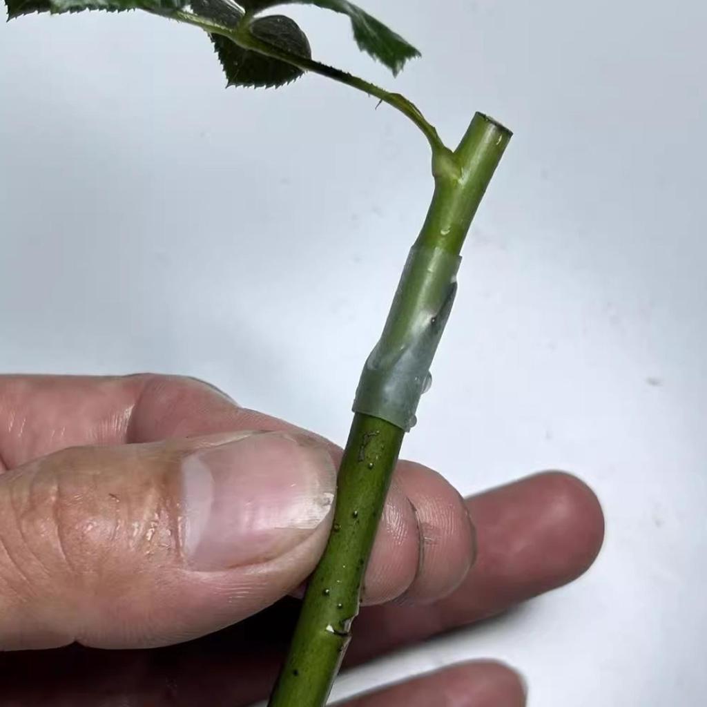 Pfropfhülsen für Obstbäume Hohe Festigkeit Feuchtigkeitsspeicherung Pflanzenstamm Pfropfwickelhülsen für Gemüse Blumen