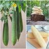 Natural Real Shower Loofah Sponge Body Scrubber That Will Get You Clean and Not Just Spread Soap