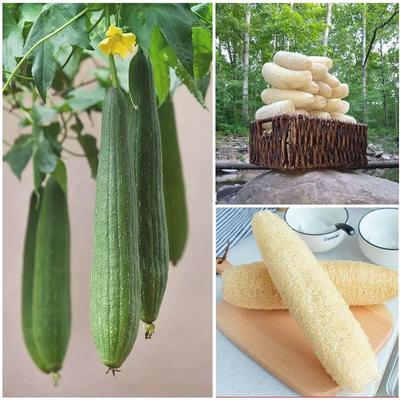 Natural Real Shower Loofah Sponge Body Scrubber That Will Get You Clean and Not Just Spread Soap