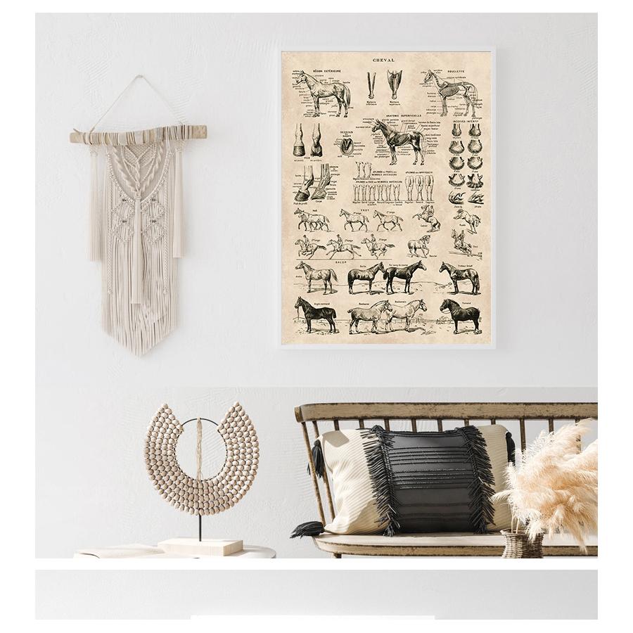 Prints Biology Wall Art Decor , Horse Illustration Animal Poster Canvas Painting Office Decor Vintage French Horse Anatomy Chart No Frame