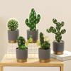 Nordic Style Faux Tropical Cactus Decor Set