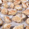 2pcs Ocean Shell Conch Pendant Charms For Jewelry Making Supplies Copper Beach Accessories DIY Earrings Necklace Keychain Charm