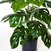 Pianta Artificiale Monstera Philodendron in Vaso da 70 Come la Vita