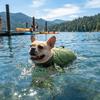 Costume da Bagno per Cani a Forma di Tartaruga Maniglia Portatile Abbigliamento da Surf per Cani Attività Acquatiche