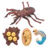 Animals Growth Cycle Life Cycle Model Learning Teaching Model Toy for Children#3