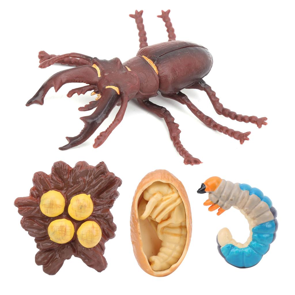 Animals Growth Cycle Life Cycle Model Learning Teaching Model Toy for Children#3